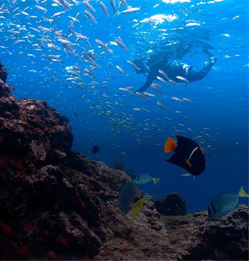 snorkeling activity Alya Galapagos cruise ship