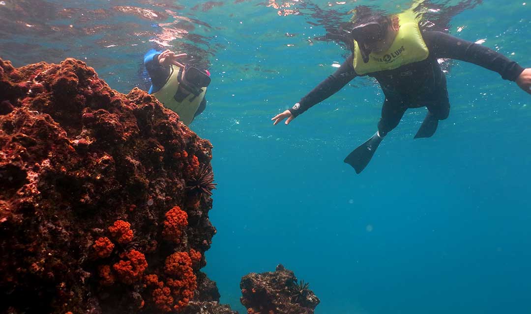 snorkeling activity galaxy cruise to Galapagos
