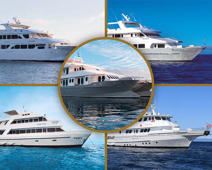 Galapagos Cruises