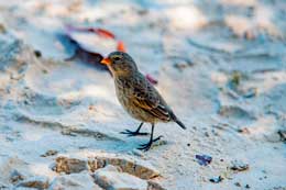 Galapagos Islands: Darwin Finch