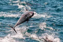 Galapagos Islands: Dolphins