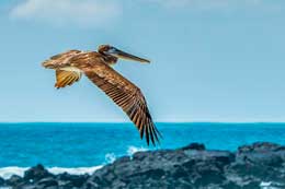 main-galapagos-islands-flora-fauna.card-s4-05-img-seo
