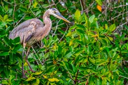 Galapagos Islands: Great Blue Heron