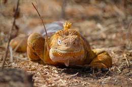 Galapagos Islands: Land Iguana