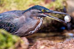 Galapagos Islands: Lava Heron