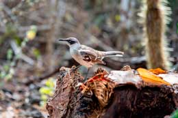 Galapagos Islands: Mockingbird