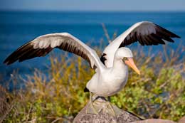 main-galapagos-islands-flora-fauna.card-s4-09-img-seo