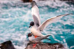 main-galapagos-islands-flora-fauna.card-s4-06-img-seo