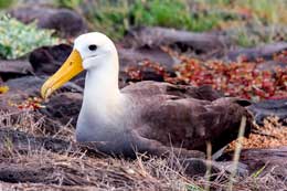 main-galapagos-islands-flora-fauna.card-s4-04-img-seo
