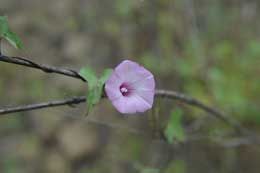 Galapagos Islands: Morning Glory