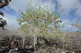 Galapagos Islands: Palo Santo