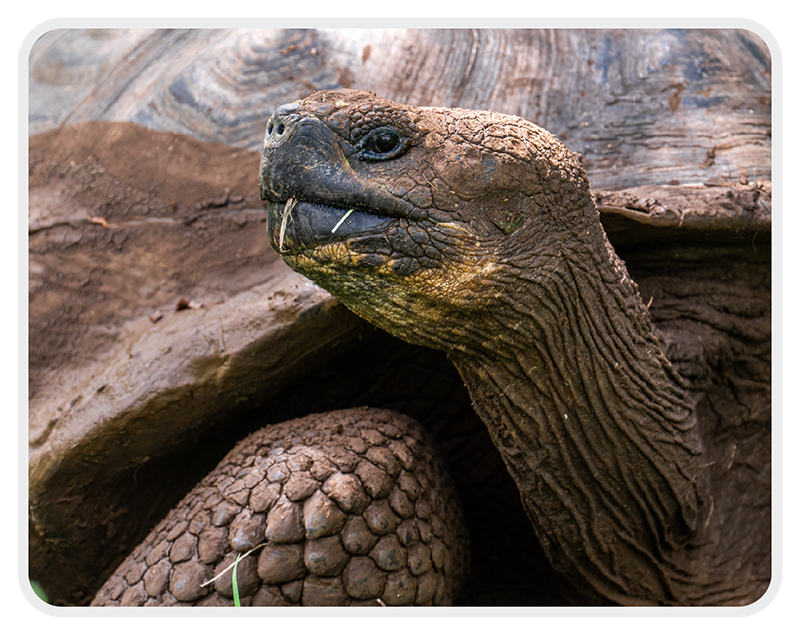 Galapagos Islands: Turtle
