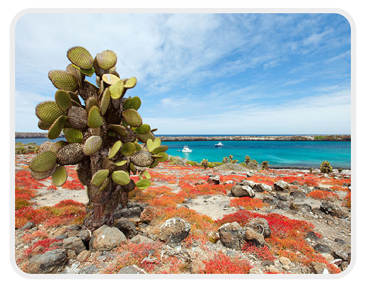 Galapagos Islands: Cactus