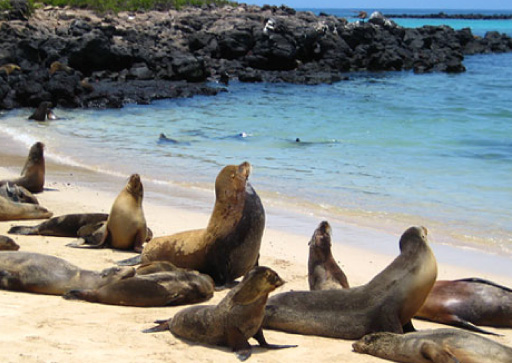 Galapagos: Sea Lions