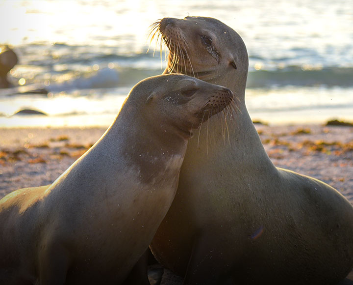 Galapagos Islands, Facts, history