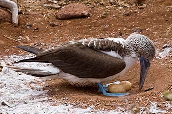 Galapagos Stories