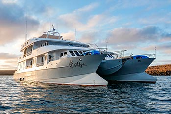 Galapagos Islands: Lands Iguanas