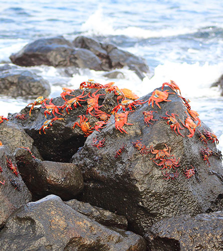 Galapagos Islands: Espinosa Point. Fernandina
