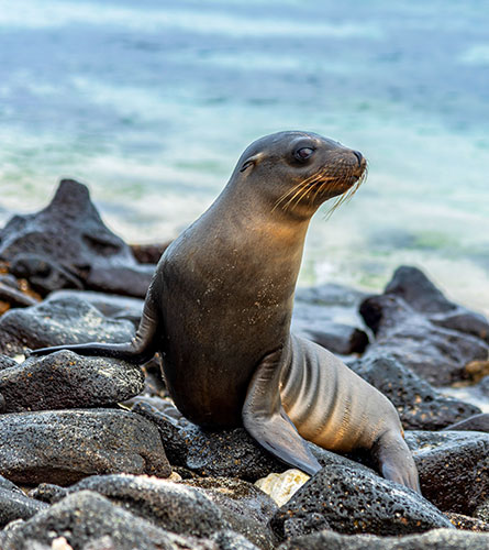 Galapagos Islands: Gardner Bay. Española