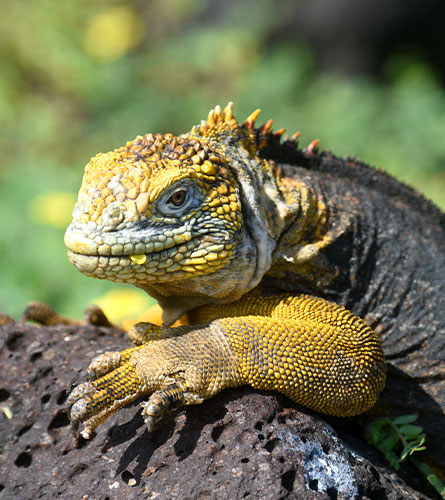 Galapagos Islands: Urbina Bay. Isabela