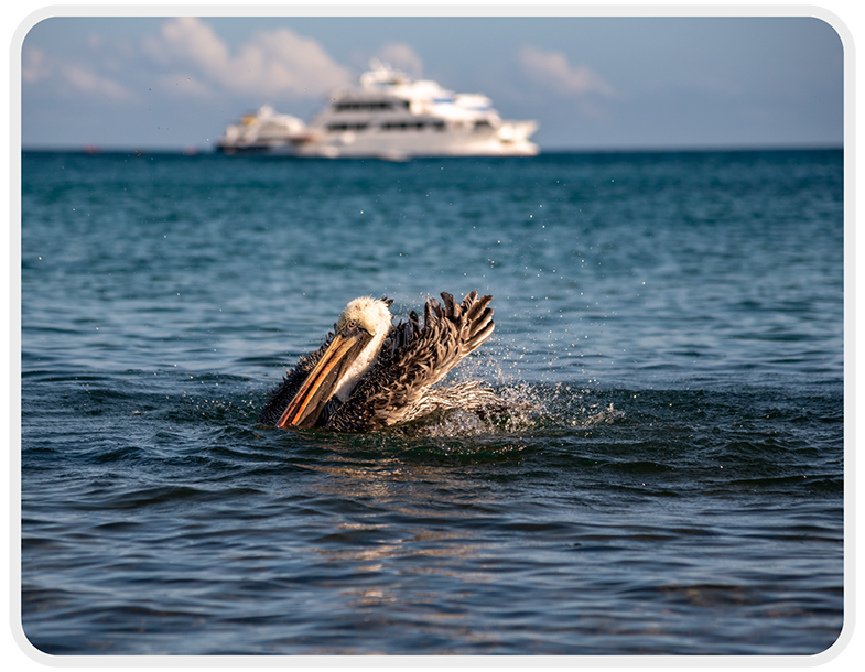 pag-galapagos-info