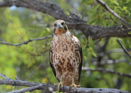 Galapagos: Hawk