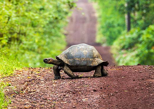 Galapagos NAtural Heritage