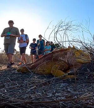 Families hiking on a trail in the Galapagos Islands and observing land iguanas
